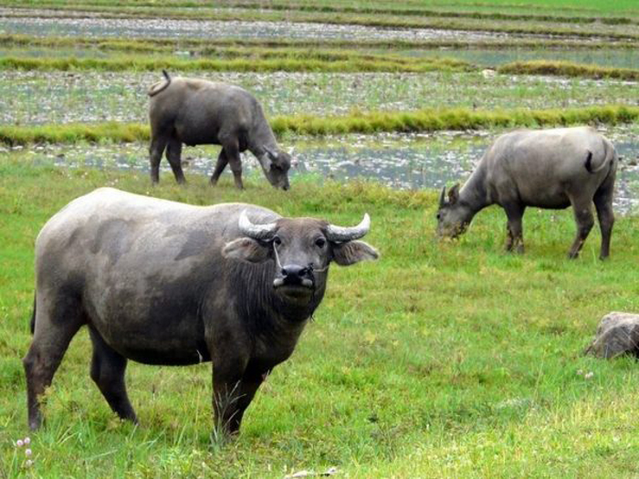 Mộng thấy ăn thịt trâu với gia đình là điềm gì?